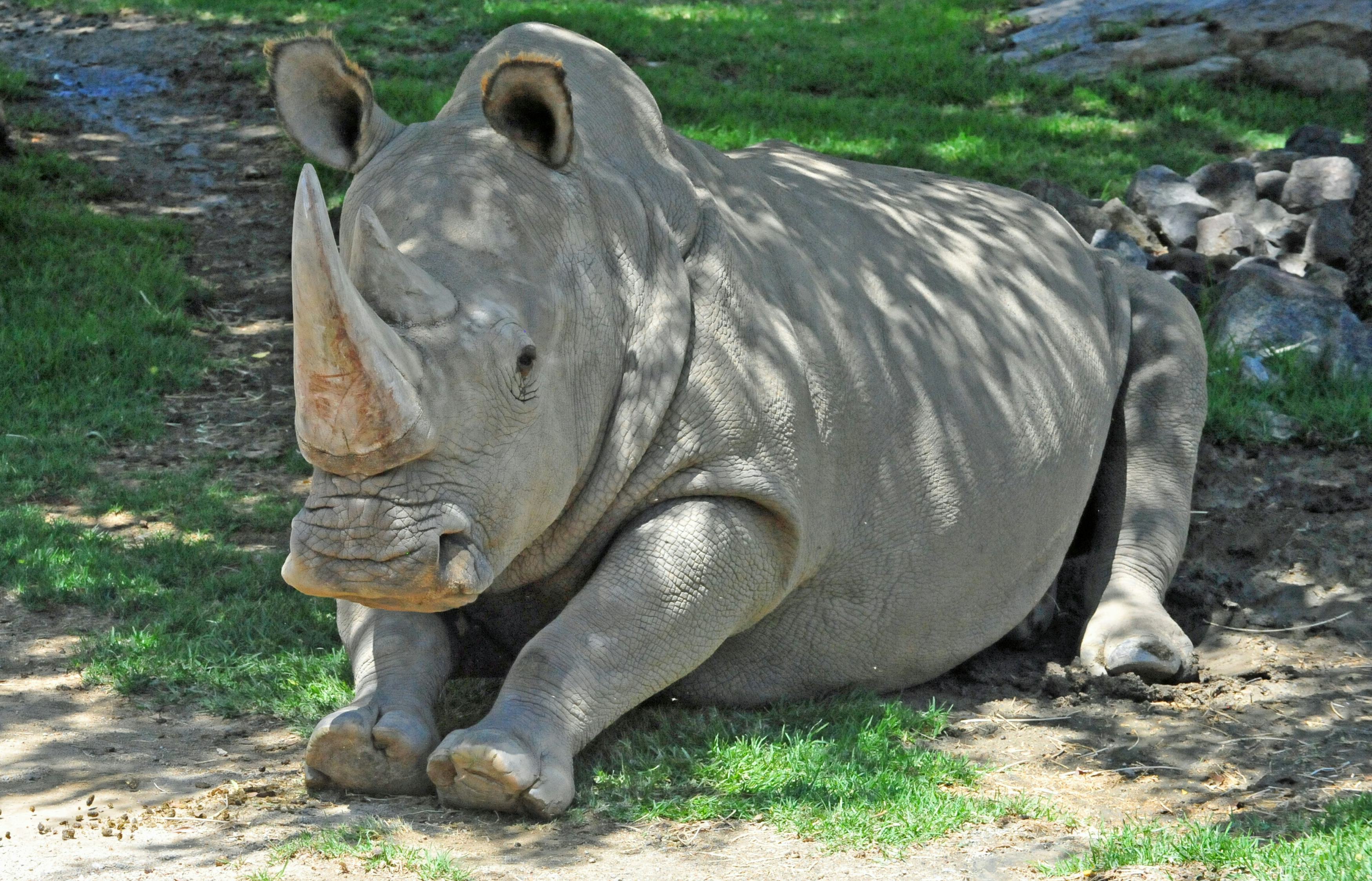 white rhinoceros extinct