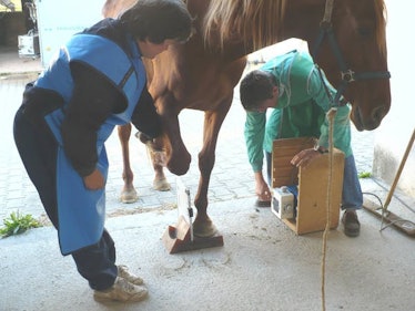A veterinarian evaluates lameness in a horse’s lower limb.