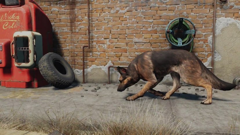 Fallout 4 раненая собака спарки фото 85