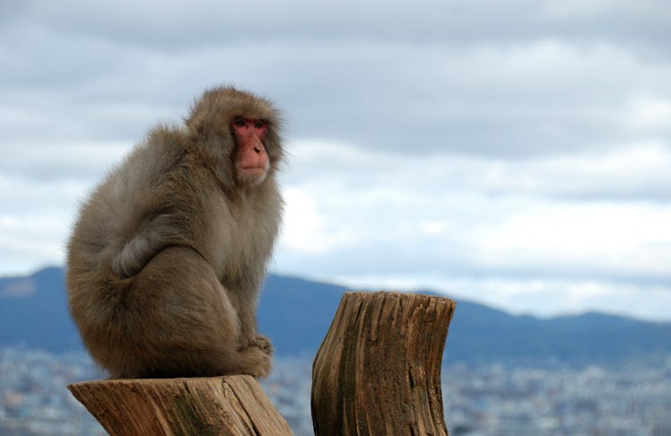 Japanese macaque