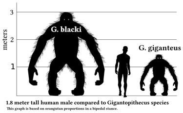 gigantopithecus blacki size weight height volume king kong human orangutan