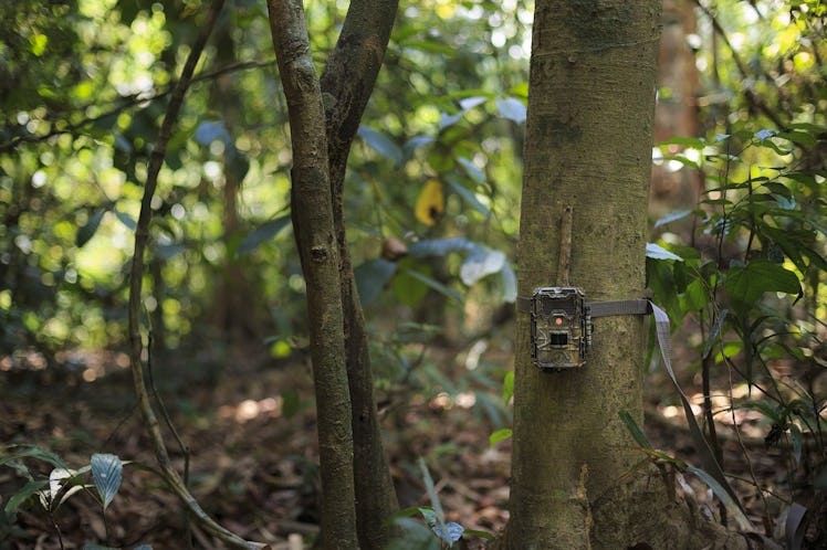 camera trap