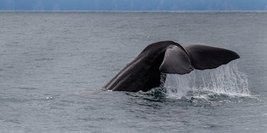 Sperm Whale - Kaikorua - New ZealandFJ0A3401