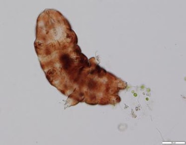 dissected tardigrade microscope image