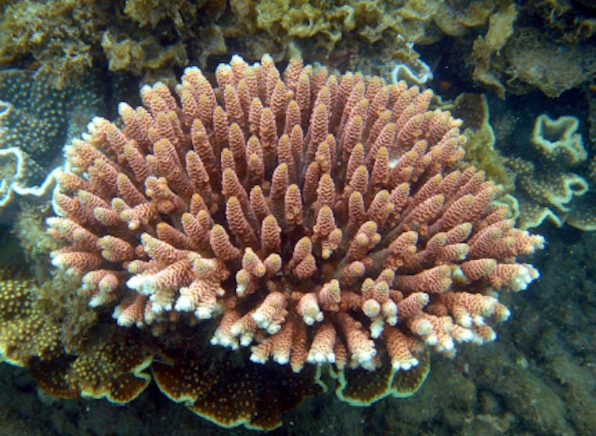 Coral waves. Акропора миллепора. Милиопора коралл. Оленерогий коралл. Акропора оленерогая.