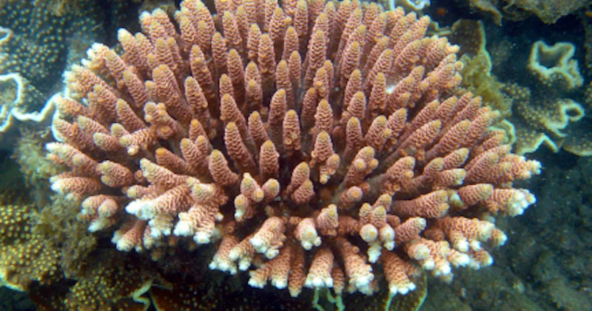 Coral Reefs are Evolving to Survive Warm Water, Study Shows