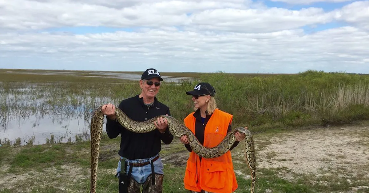 Python Challenge Nets 106 Invasive Snakes in Florida Everglades