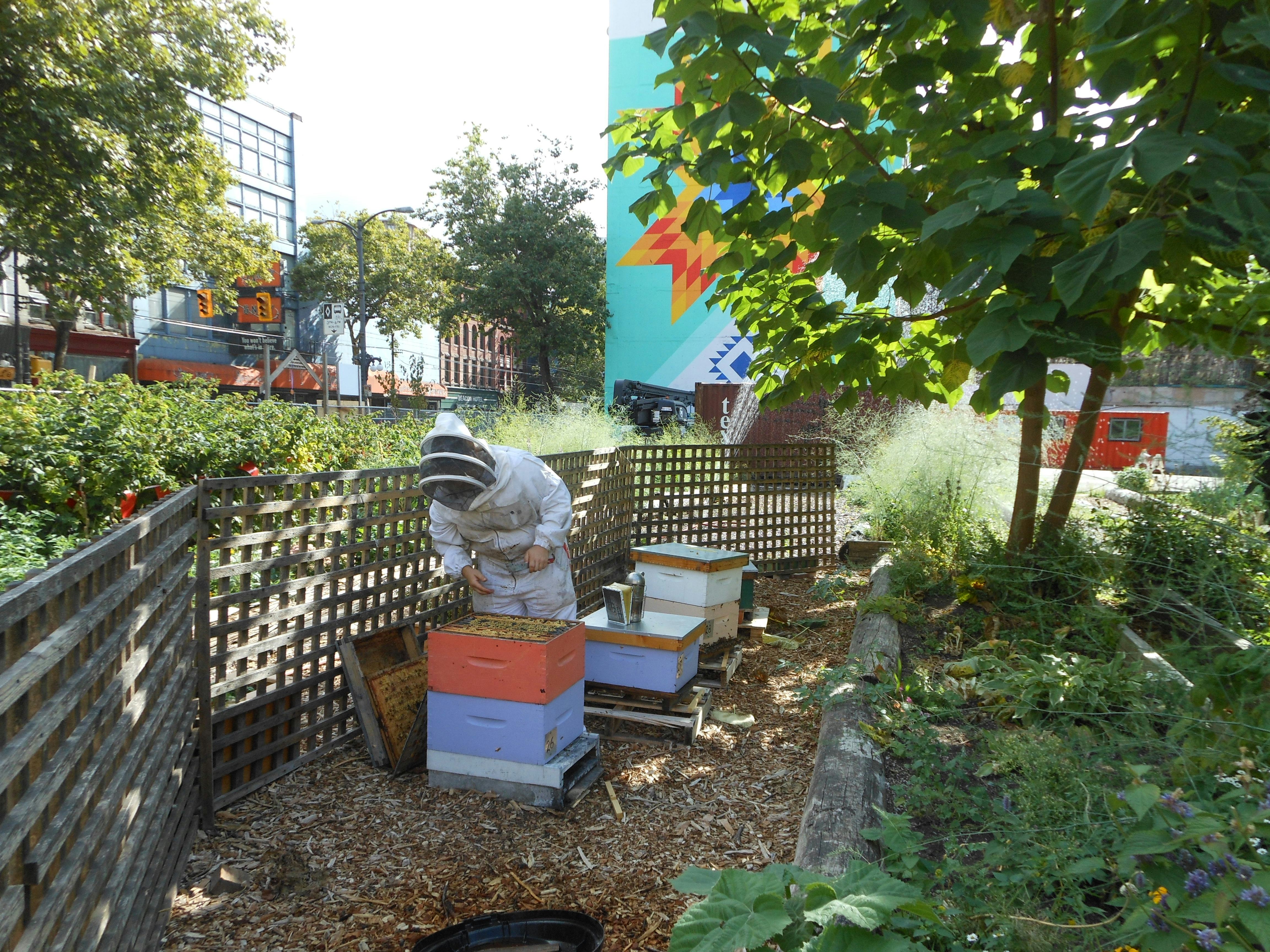 Bee Science Urban Hives Can Be Used as Indicators of Pollution Levels