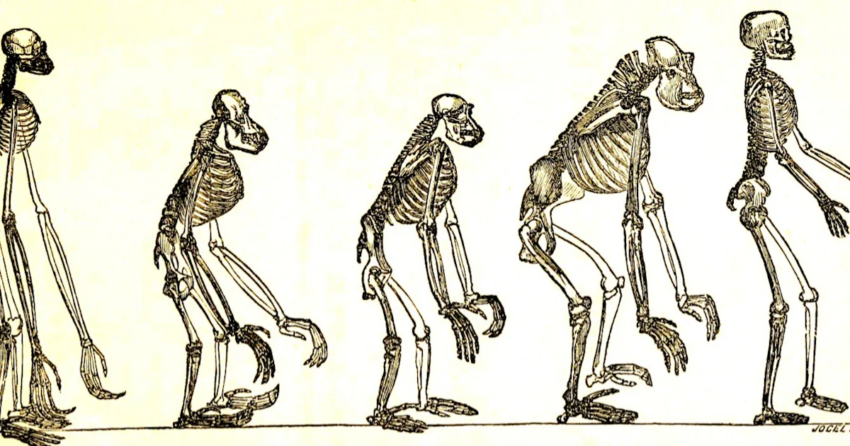 Evolution Extinct Go Fish, but With Evolution: The