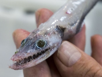 Baby deepsea lizardfish jaws