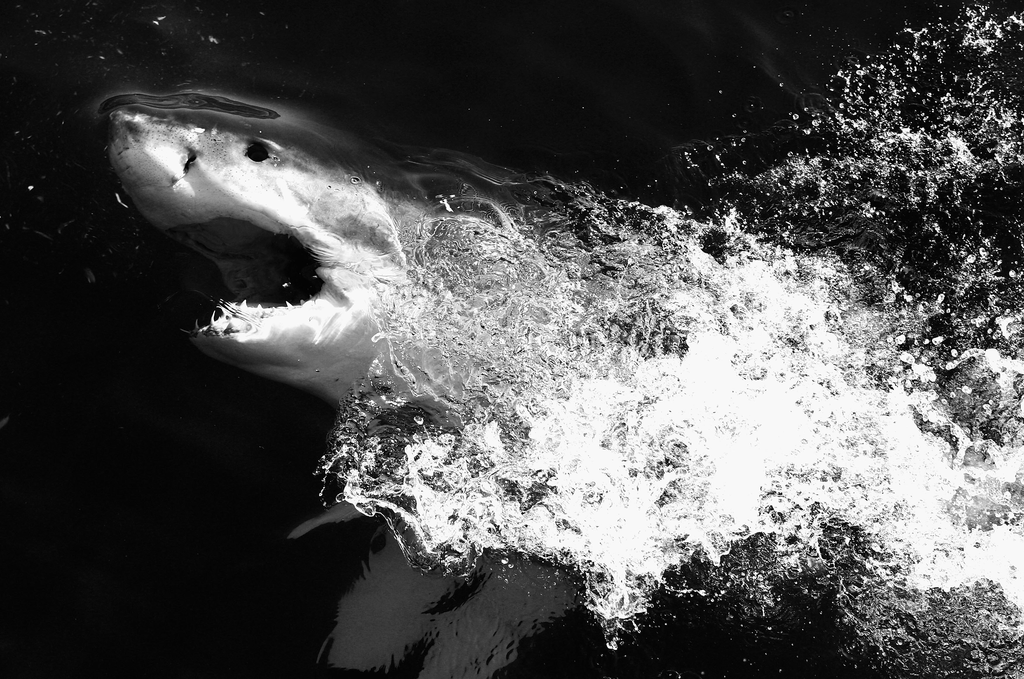 The 1916 Shark Attacks That Gave Sharks a Bad Rap