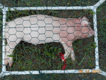 decomposing pigs
