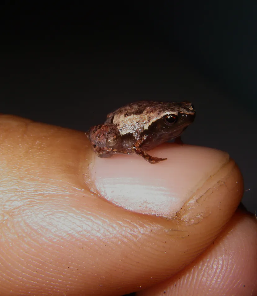 Photo of the World's Smallest Frog Tells a Big Story About Madagascar