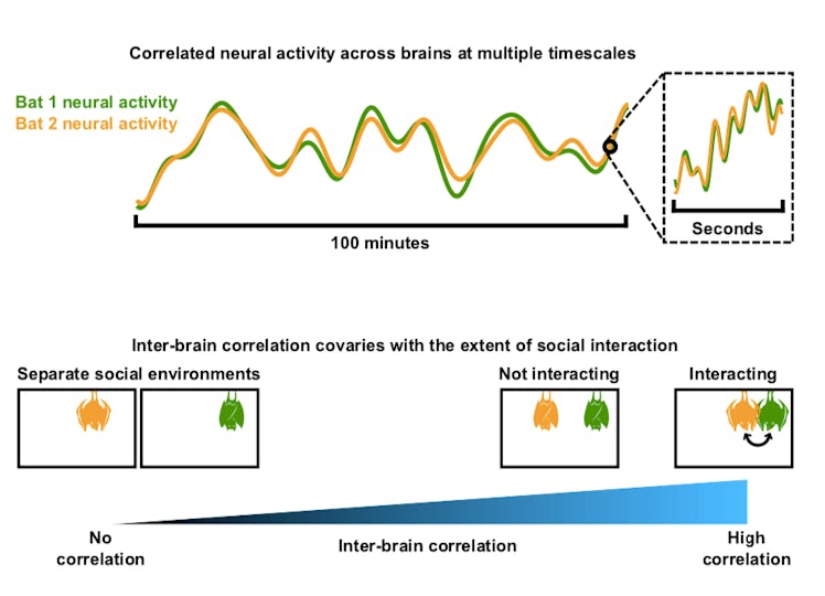 bat neural correlates