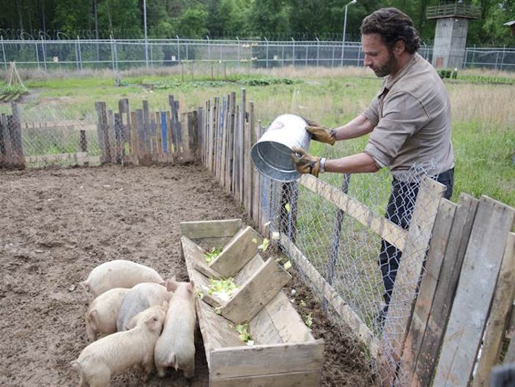 Remember when Rick just effing loved pigs on 'The Walking Dead'?