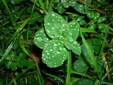 Five-leaf clover in the rain