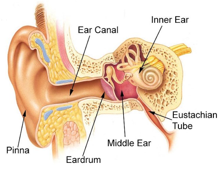 inner ear diagram