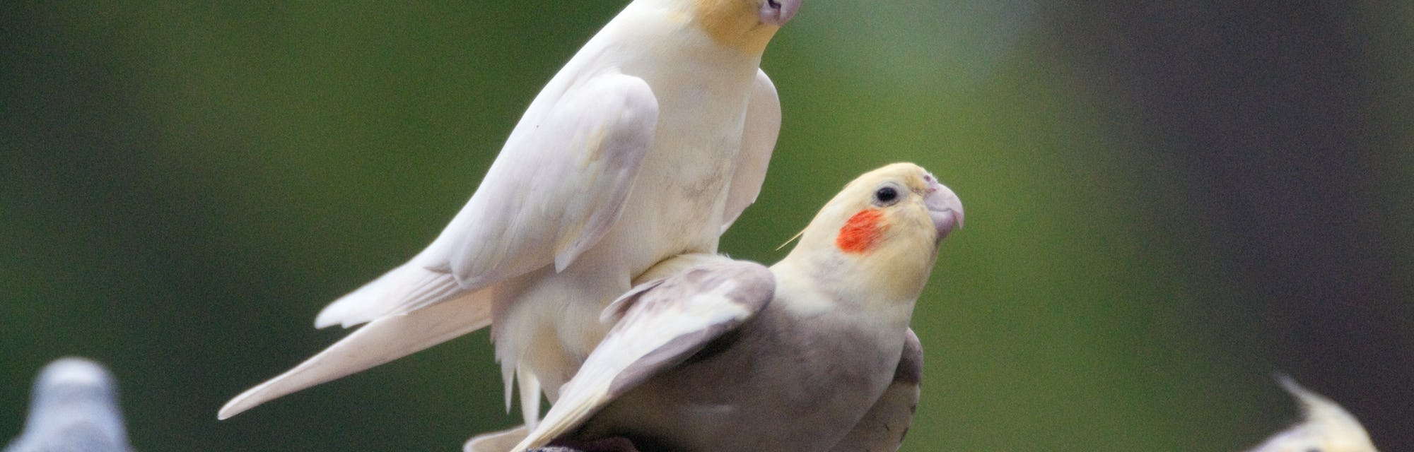 When male birds keep it interesting in the bedroom, both ...
