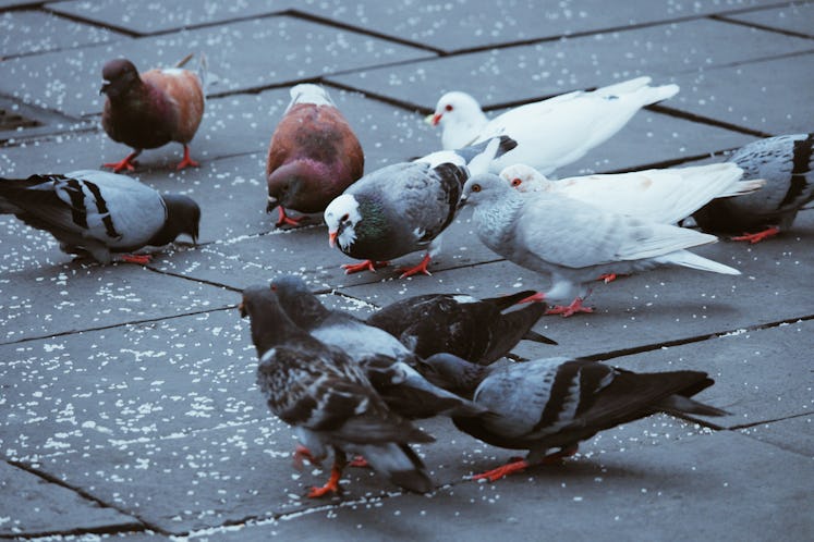 Dozen of pigeons on the street eating bread crumbs.