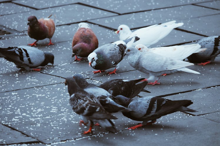 Dozen of pigeons on the street eating bread crumbs.