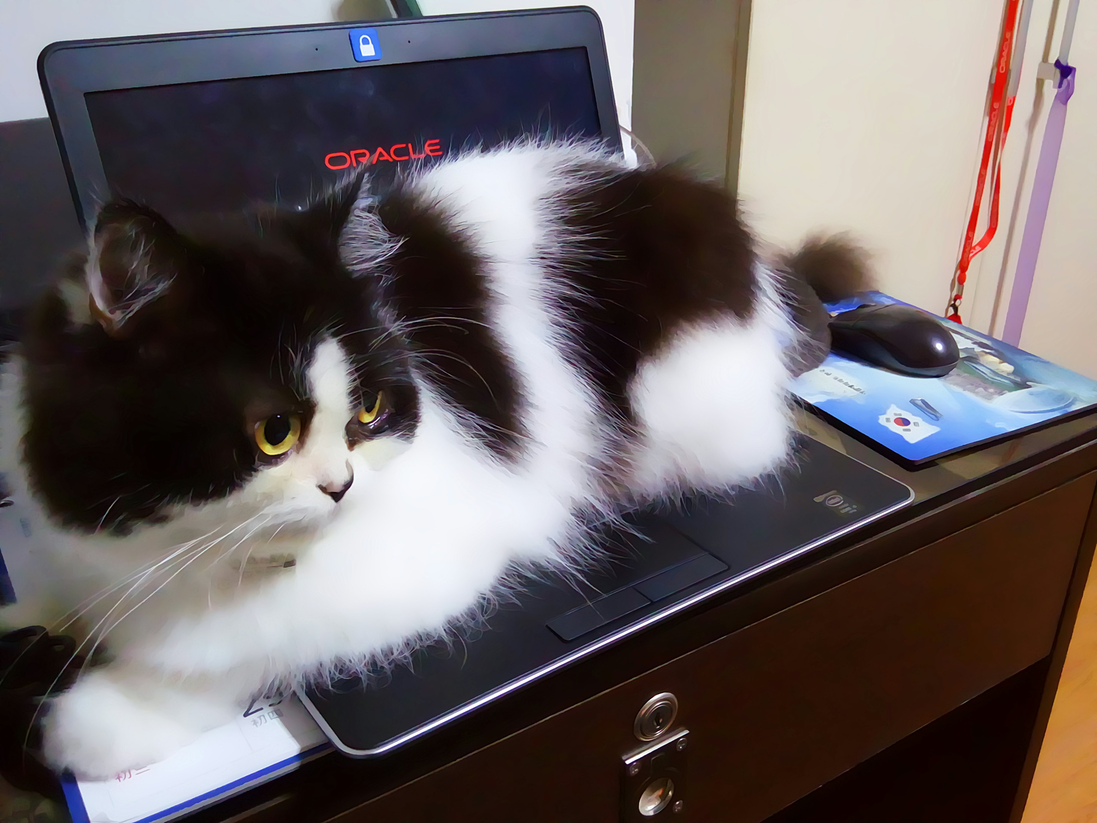 Why Cats Love Your Laptop, According to Science