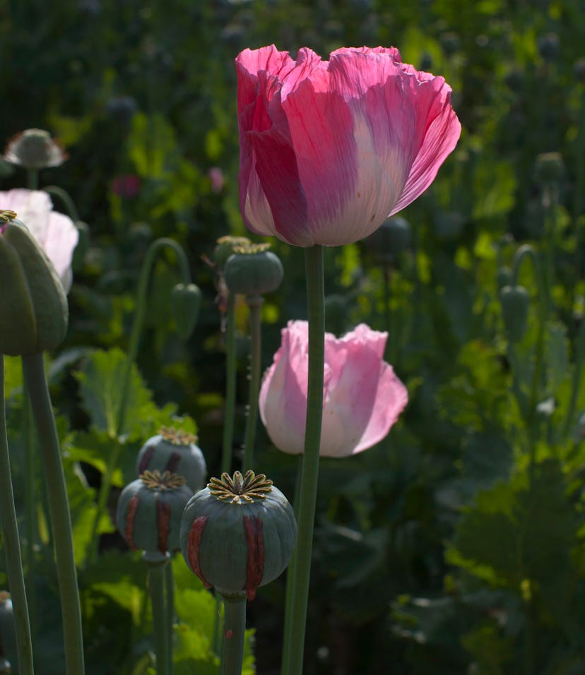 It's Legal to Grow Your Own Opium As Long As You Don't Know It