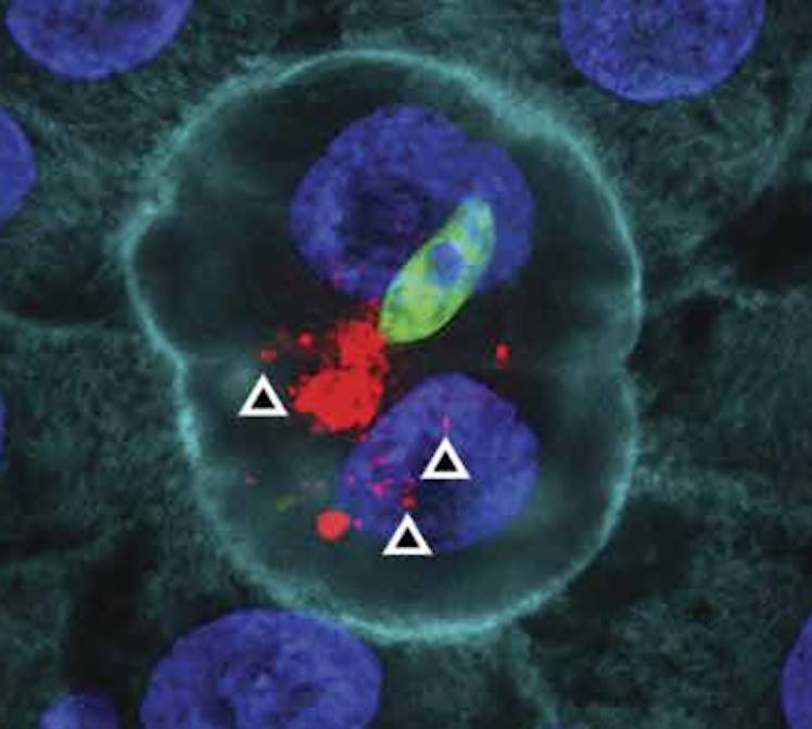 
		
	
	
		
			
				
					Hemocyte-derived microvesicles 
				
			
		