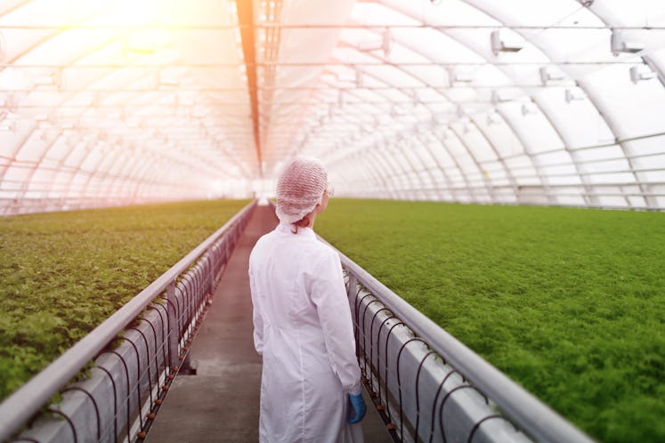 Synthetic biologist standing in an agriculture greenhouse