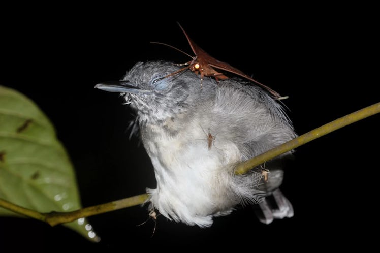 An erebid moth feeds on the sweet, sweet eye juices of a black-chinned antbird.