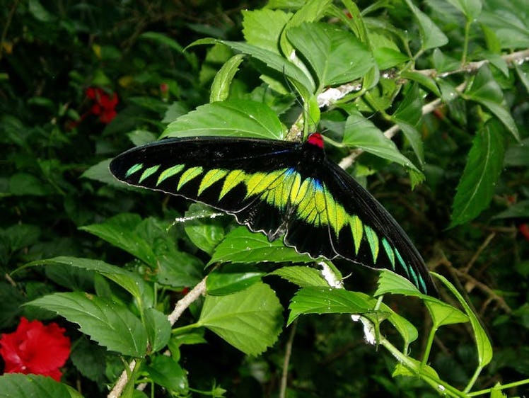 The birdwing butterfly Trogonoptera brookiana was named by Wallace for Sir James Brooke, the rajah o...