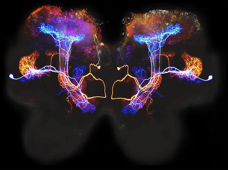 An abstract multi-colored depiction of a brain's nervous system