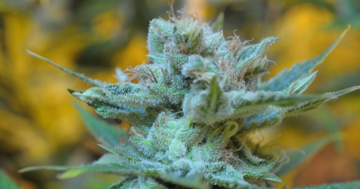 Genetic dominance found in weed Godfather OG seed