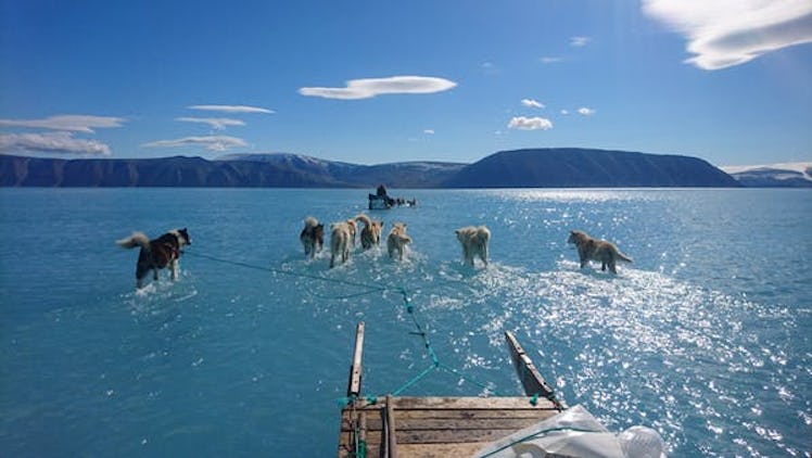 dog expedition Greenland