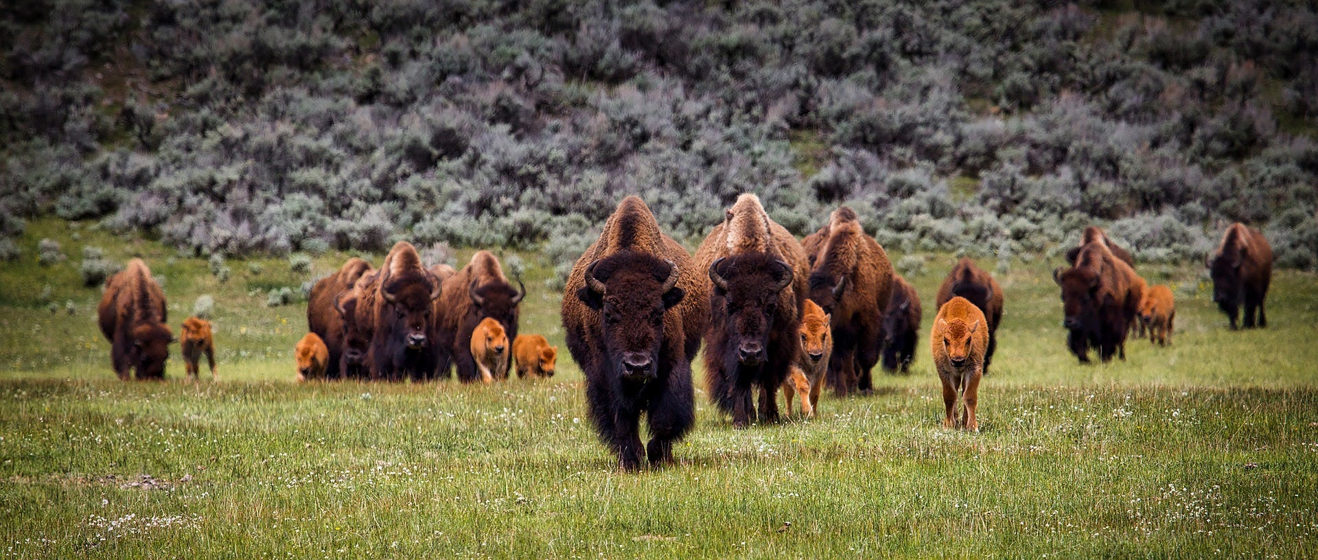 America's Recovering Bison Populations Are Restoring the US Landscape