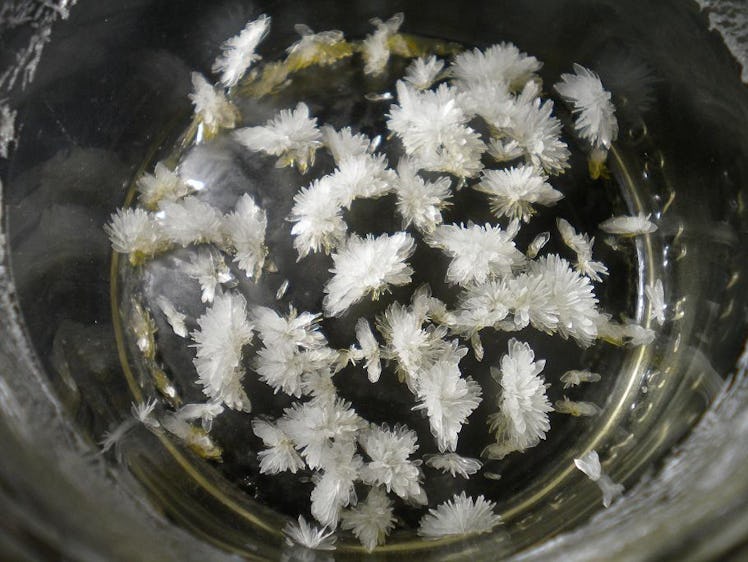 Do Our Brains Produce DMT? Natural Source of Drug Discovered in Mammals