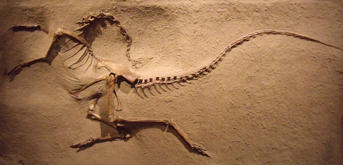 Fossilized Dinosaur Found With Skin and Plumage