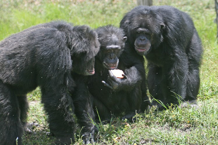 chimpanzees social