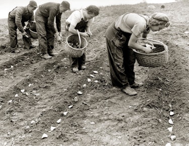 Potato planting circa 1940-50's