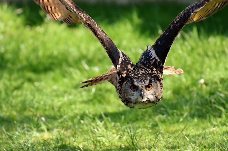 owls