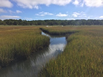Saltwater wetland, Waquoit Bay Estuarine Research Reserve in Massachusetts.