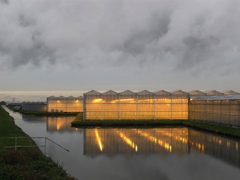 Netherlands greenhouses.