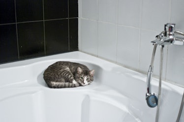 The Scientific Reason Your Cat Follows You Into The Bathroom