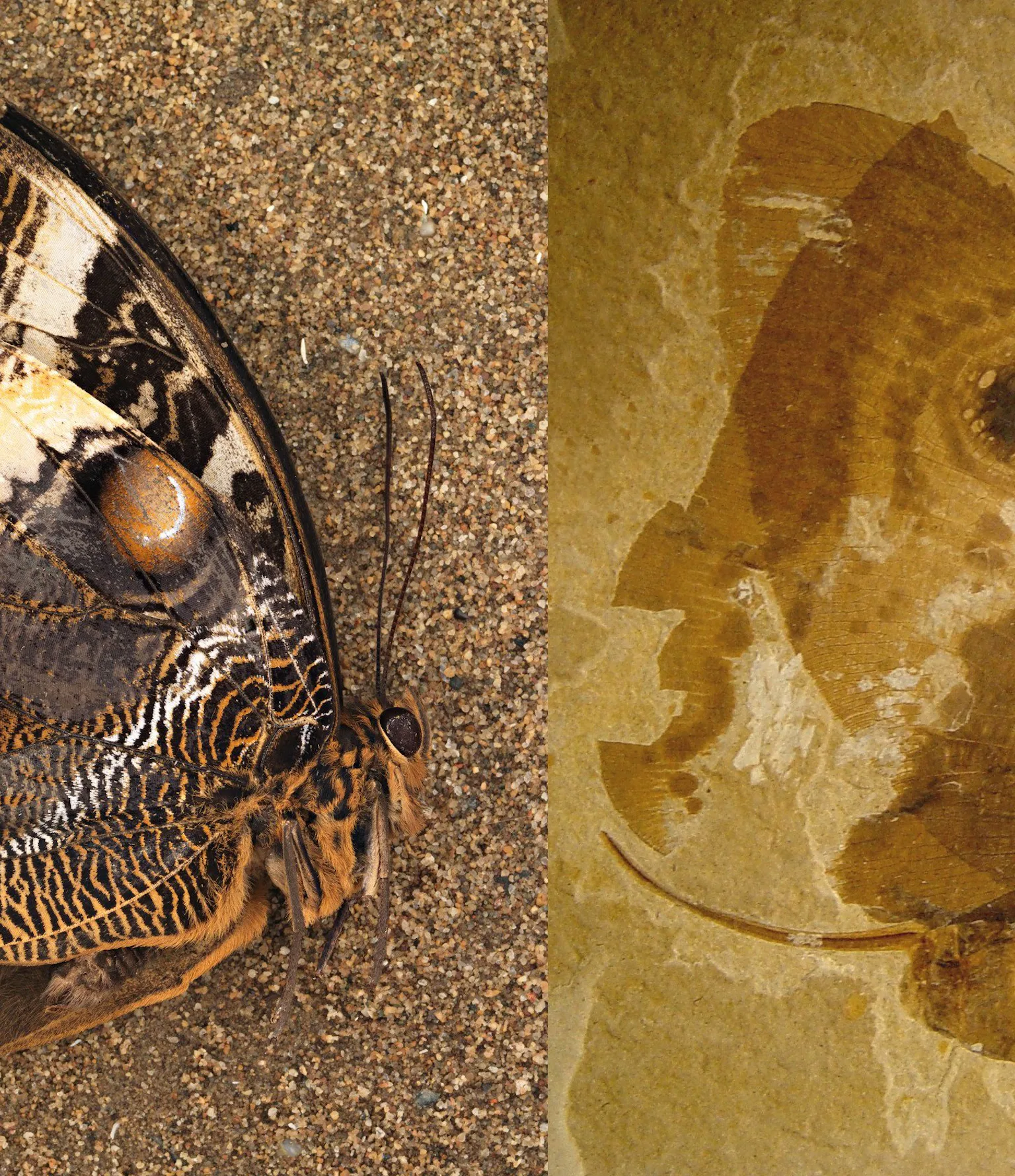 Jurasic Insect