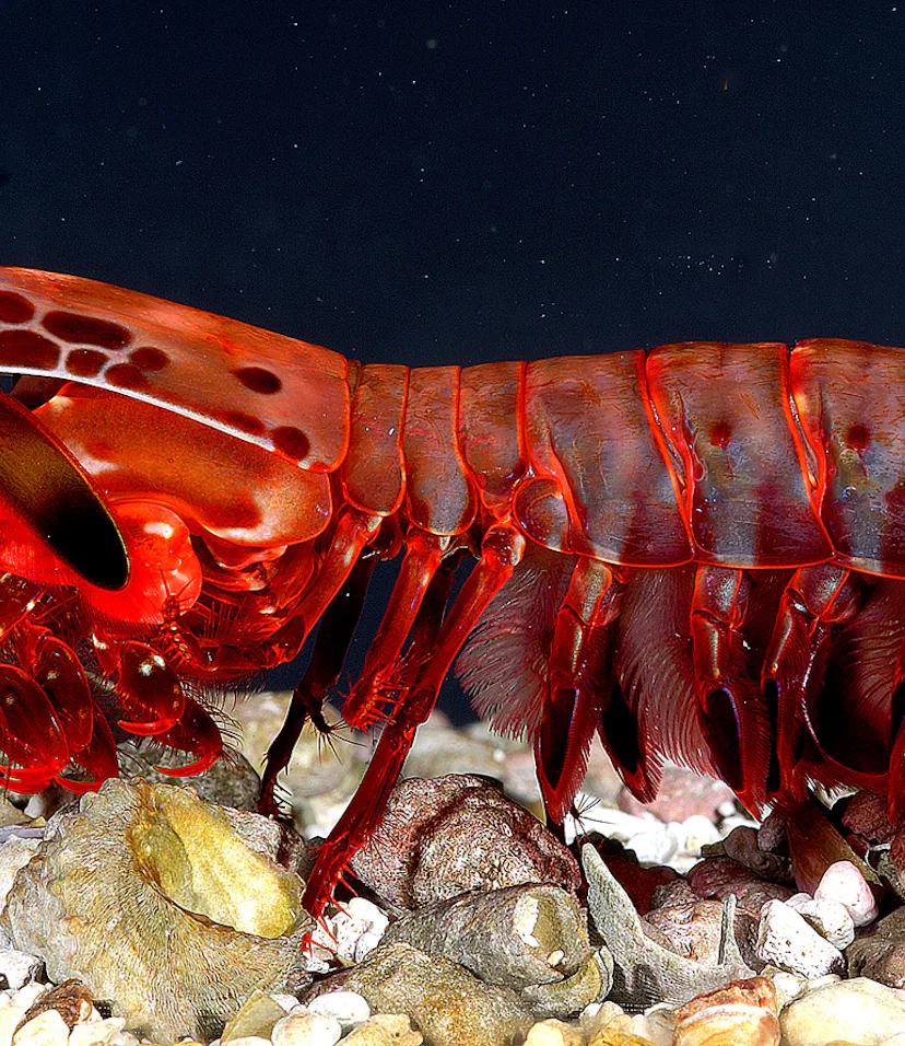 Shrimp Predators Why the Mantis Shrimp Is the World's Most Impressive Ocean Predator
