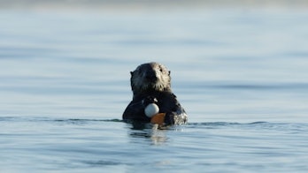 A sea otter holding a golf ball at one of our study sites.