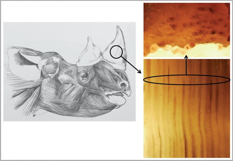 Researchers found that their artificial horns had remarkable similarity to real rhino horns in not o...