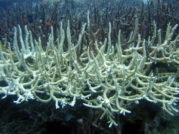Bleached Coral reefs dead 