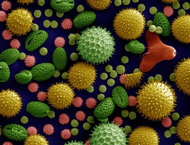 Illustration of pollen compounds 