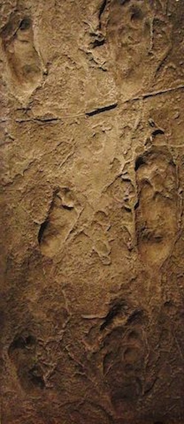 Laetoli footprints