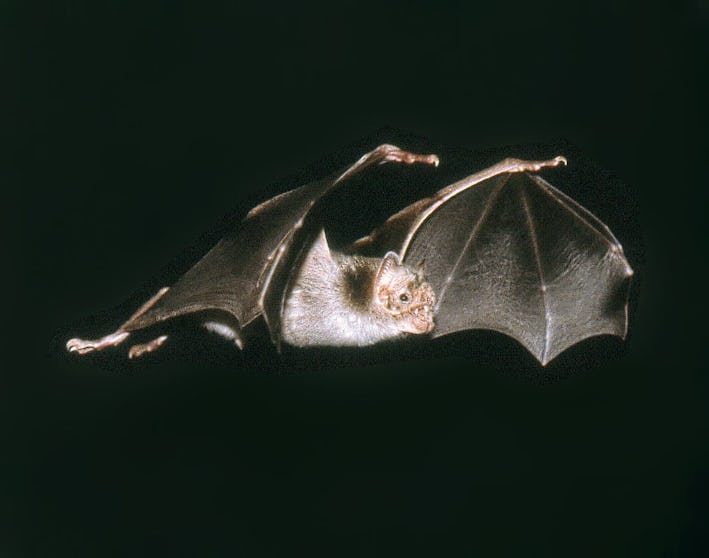 Meet friendly vampire bats They drink blood, cuddle, and groom fellow bats